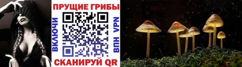 Псилоцибиновые грибы Cubensis Алексеевка